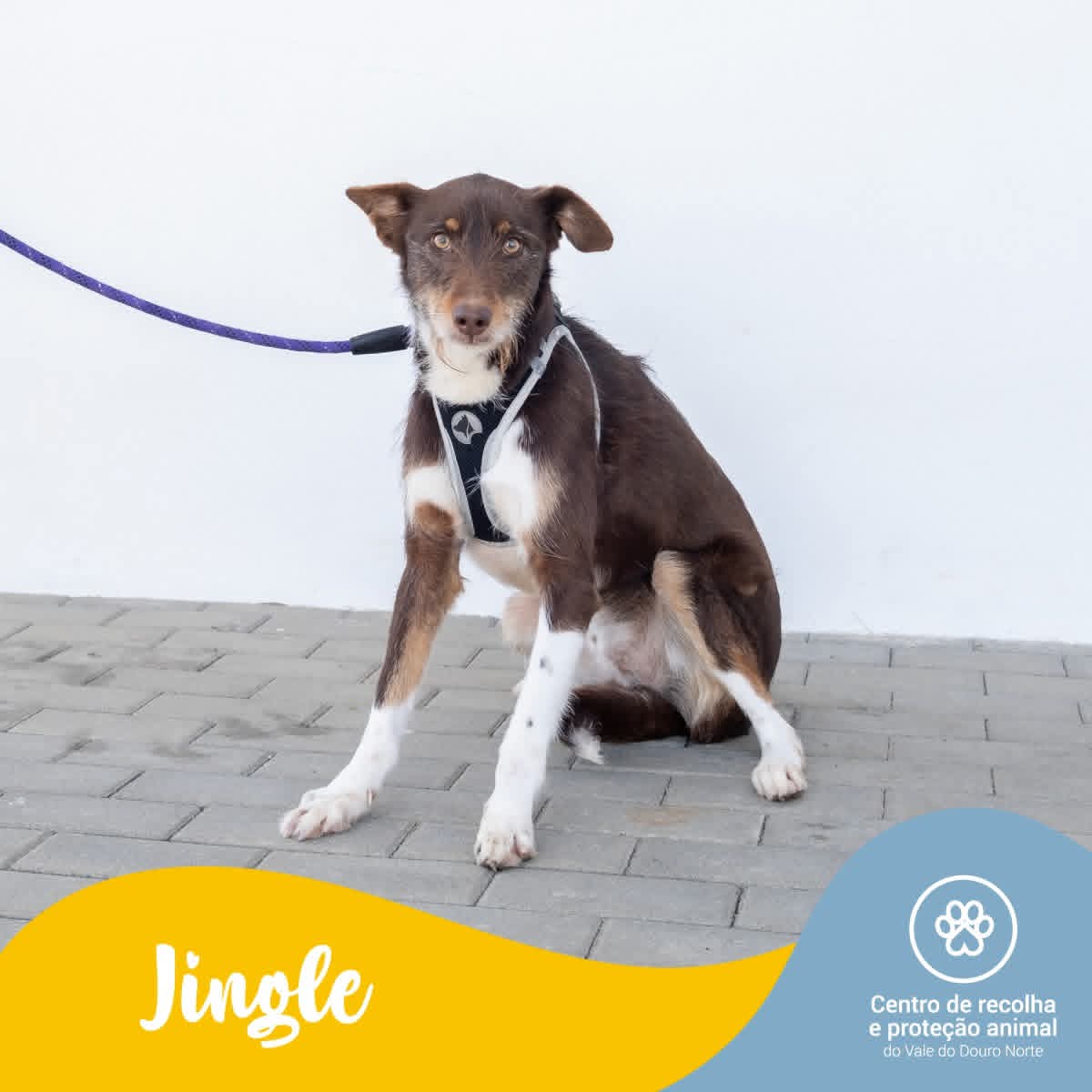 JINGLE -0310/23_SB